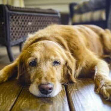 ¿TU PERRO YA ES UN ABUELITO? TRES CUIDADOS PARA QUE VIVA MÁS Y MEJOR