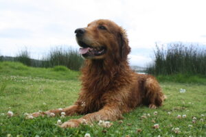 Mambo, un perro golden retriever mojado descansa sobre el césped cerca de la laguna de Yahuarcocha, en Ibarra.