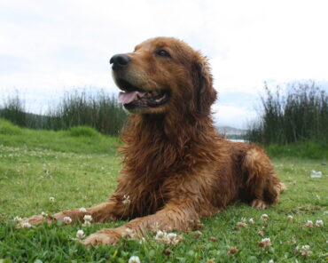 Mambo, un perro golden retriever mojado descansa sobre el césped cerca de la laguna de Yahuarcocha, en Ibarra.