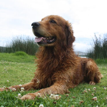 Mambo, un perro golden retriever mojado descansa sobre el césped cerca de la laguna de Yahuarcocha, en Ibarra.