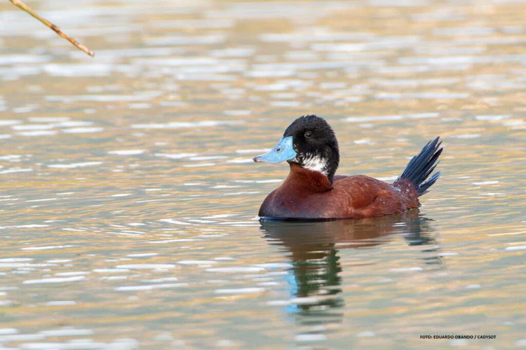 Un pato andino (Oxyura ferruginea) nada sobre aguas tranquilas, donde destacan su pico azul, cabeza oscura y plumaje castaño.