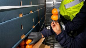 Técnicos inspeccionan mandarinas Tango de Imbabura antes de su exportación a Estados Unidos.
