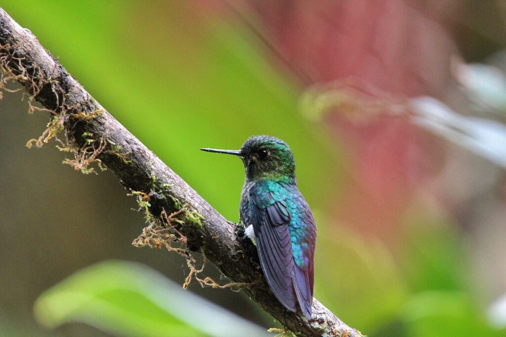 Zamarrito pechinegro posado sobre una rama en un bosque andino de Ecuador