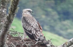 Águila andina posada sobre un nido en un entorno natural de montaña