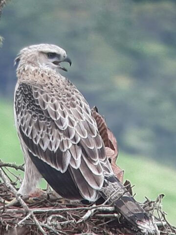 Águila andina posada sobre un nido en un entorno natural de montaña