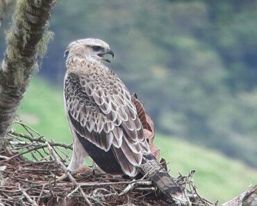 Águila andina posada sobre un nido en un entorno natural de montaña