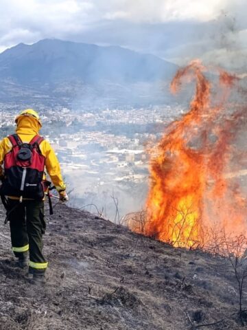 INCENDIO FORESTAL EN OLIVO ALTO CONSUMIÓ DOS HECTÁREAS DE VEGETACIÓN