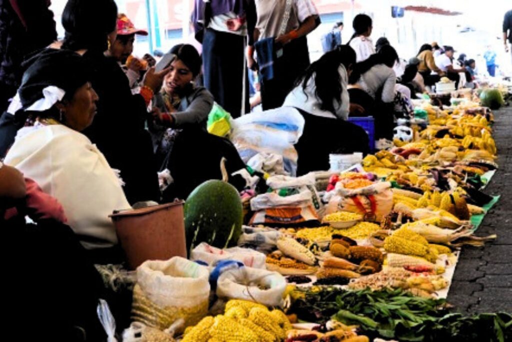 Mujeres indígenas exhiben maíces, granos y productos de la chakra durante el Muyu Raymi de Cotacachi.